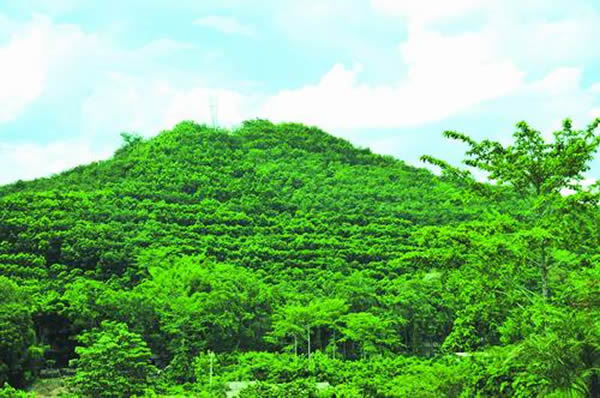 新研究为西双版纳退胶还林作佐证