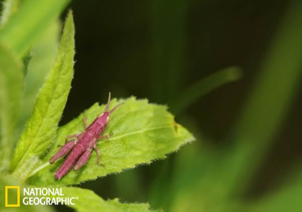 Ұ�������·�ɫ�����������Ѵ����꣬��Ϊ���ǹ������۵���ɫ������������ʳ��