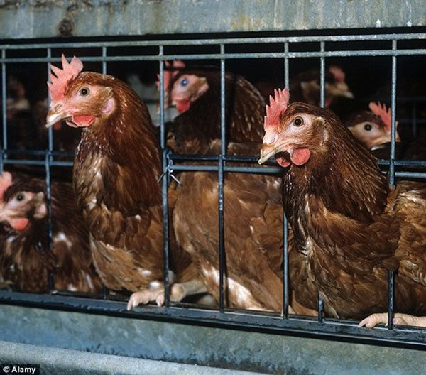 Ӣ����ѧ�������о�������С���ó�һϵ�и��Ӽ��ܣ����а������������Կ������Լ������ṹ����ѧ