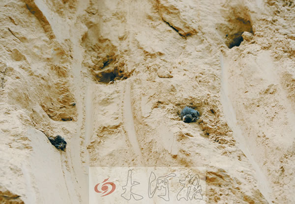 惨遭铁铲,巢毁燕亡。