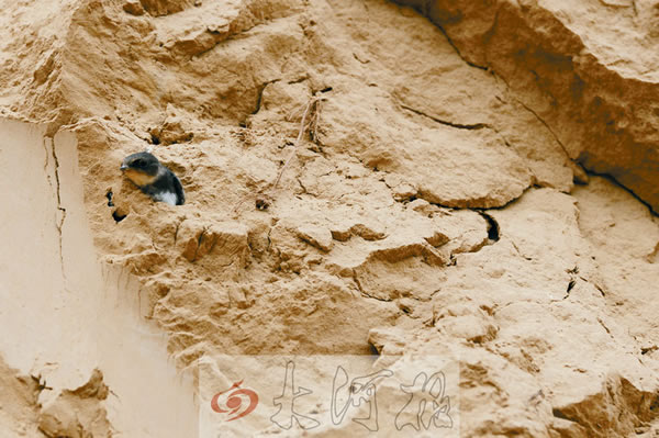 一只折翼的雏燕守着残存的巢穴惊恐不安。