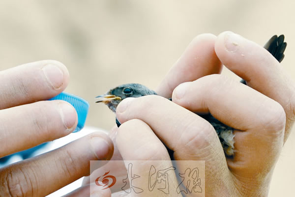 爱心人士给获救的燕子喂水。