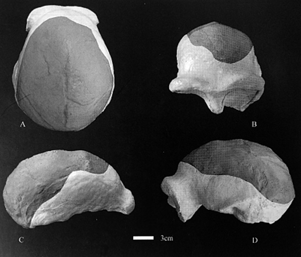 南京智人头骨复原图(深色为化石部分)
