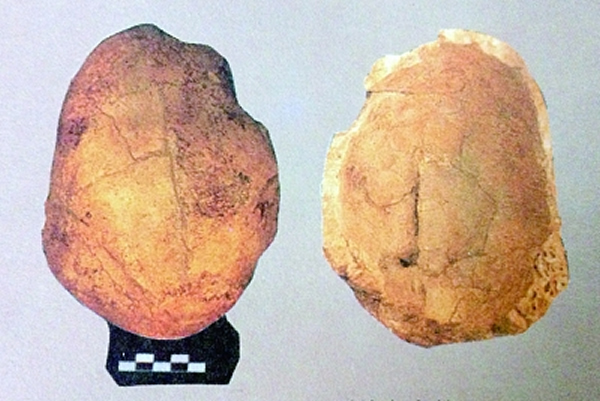 2号头骨的顶视和内视