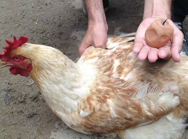 巴西一母鸡产下长尾巴鸡蛋