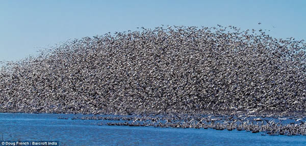 上百万只雪雁在美国密苏里州国家野生动物保护区聚集
