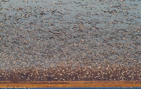 上百万只雪雁在美国密苏里州国家野生动物保护区聚集