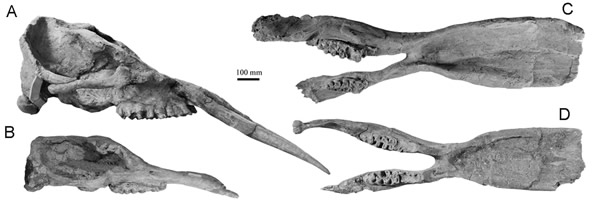 ������صĸ��ϲ�����Platybelodon grangeri��