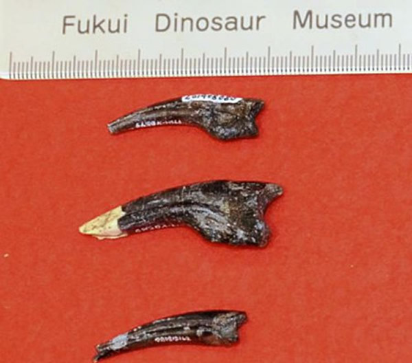 日本发现“跑得最快的恐龙”化石