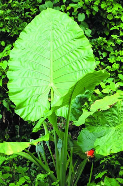 �ҿ�����ҶƬ����֮��