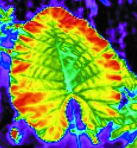 �ҿ�����ҶƬ����֮��