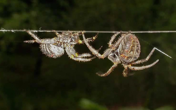 �����ϲ���ɺ������µĴ�֩��Parawixia bistriata