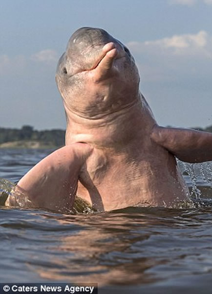 生活在亚马逊一带的粉色海豚