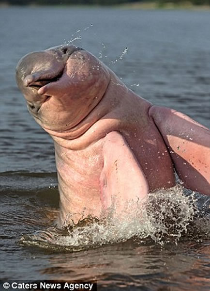 生活在亚马逊一带的粉色海豚