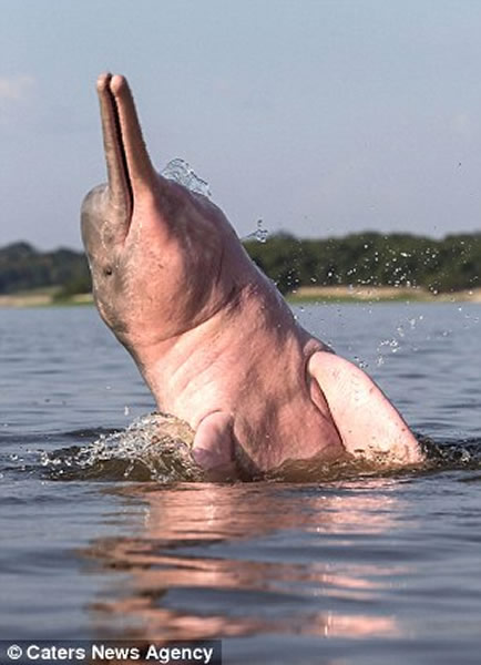 生活在亚马逊一带的粉色海豚