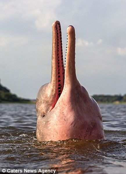 生活在亚马逊一带的粉色海豚