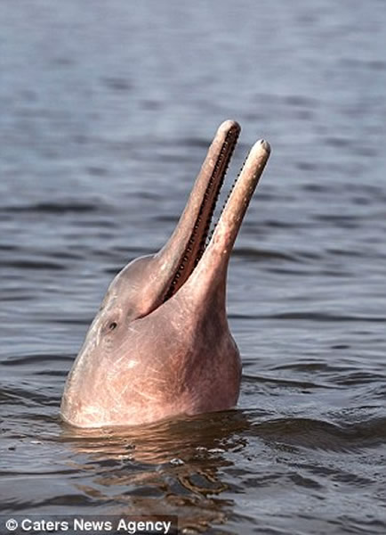 生活在亚马逊一带的粉色海豚