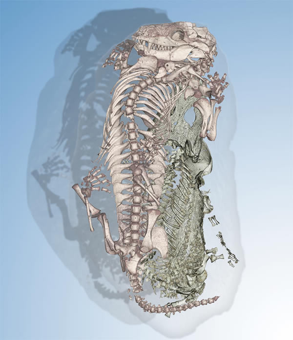 ����ͬ�����������񣬿�ѧ�ҷ����˹Ŵ���һ�ԡ��������¡�����ͼ����ʾ��2.5����ǰһֻ���鶯��������һֻ����ˮ�����ܶ��ﹲ��һ����Ѩ��