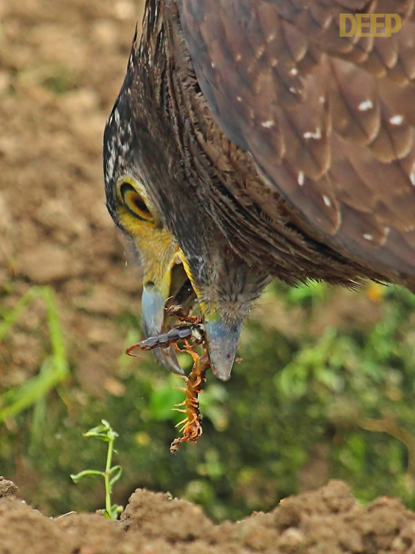 �������ݴ�ս����