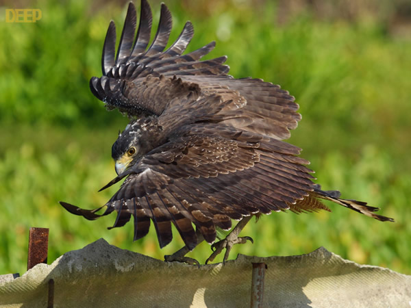 �������ݴ�ս����