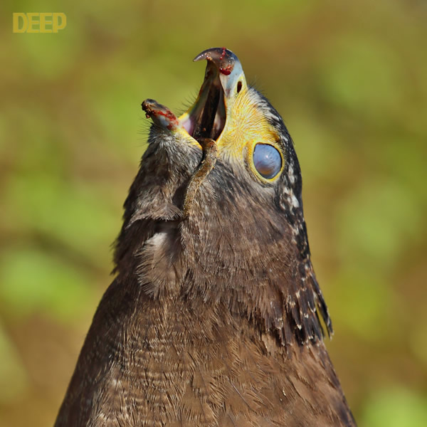 �������ݴ�ս����