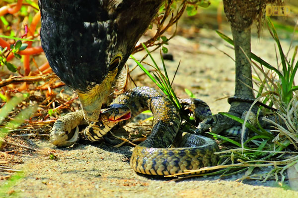 �������ݴ�ս����