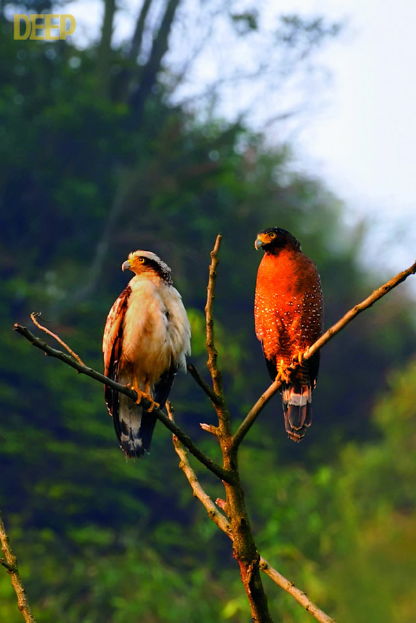 �������ݴ�ս����