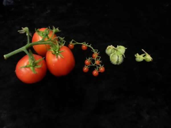 оԱڲܹȽҰͼѵĻ飬һԱȽбĻ򡣴ң Solanum lycopersicum, Ұ S. pim