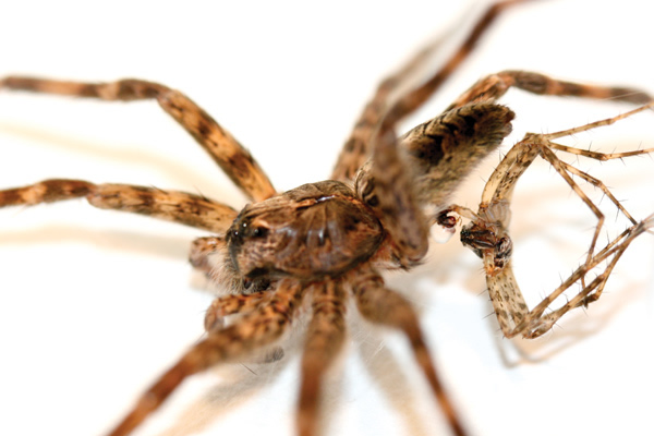���Բ����루Dolomedes tenebrosus���ھ����߶ȵļ����ͻ���ȥ