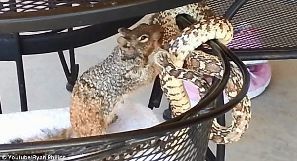 美国一只地松鼠大战牛蛇