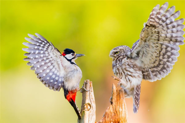 英国自然保护区猫头鹰与啄木鸟为育幼鸟打斗