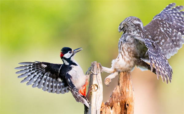 英国自然保护区猫头鹰与啄木鸟为育幼鸟打斗