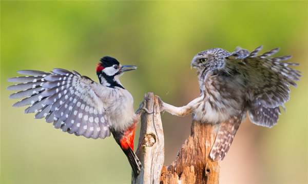 英国自然保护区猫头鹰与啄木鸟为育幼鸟打斗