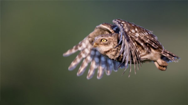 英国自然保护区猫头鹰与啄木鸟为育幼鸟打斗