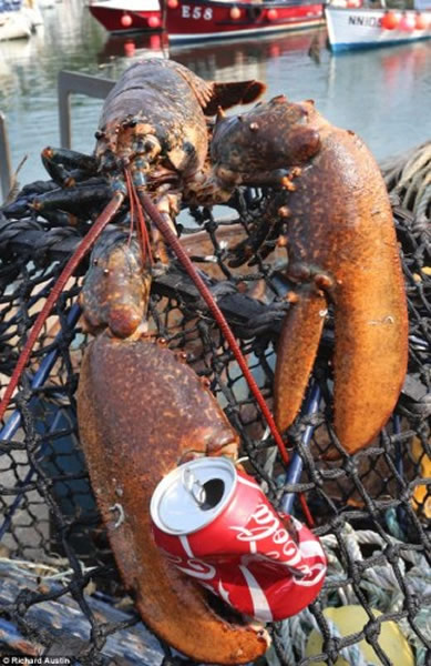 渔民在英国多塞特郡附近海域捕获一只罕见的巨型龙虾