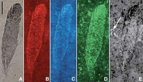 �������һֻ��ʼ������ʲô��ɫ��