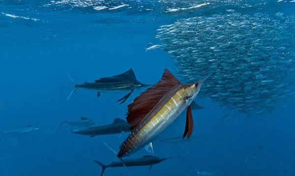 ī���總���������㲶ʳɳ����Ⱥ