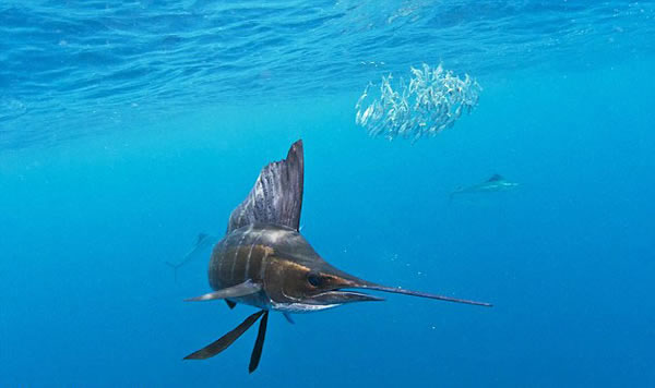 ī���總���������㲶ʳɳ����Ⱥ