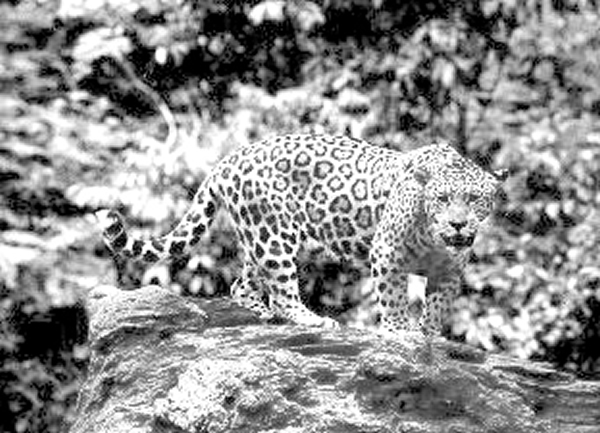 气候变化将导致动植物的栖息地大规模缩减