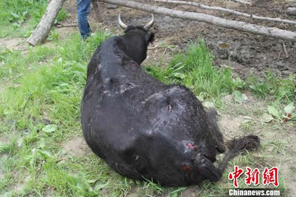 黑龙江野生东北虎袭击800斤黑牛