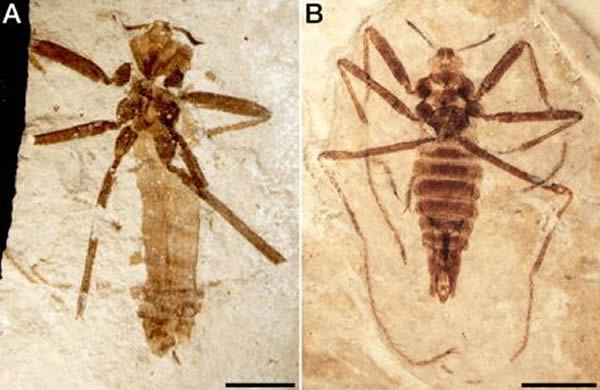 新物种Saurophthyrus exquisitus