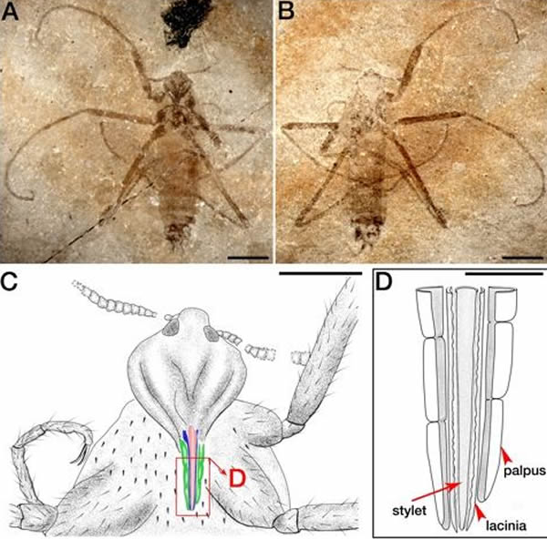 Saurophthyrus exquisitus跳蚤拥有更小的用于吸血的嘴巴管,更小的身体和更长的腿。