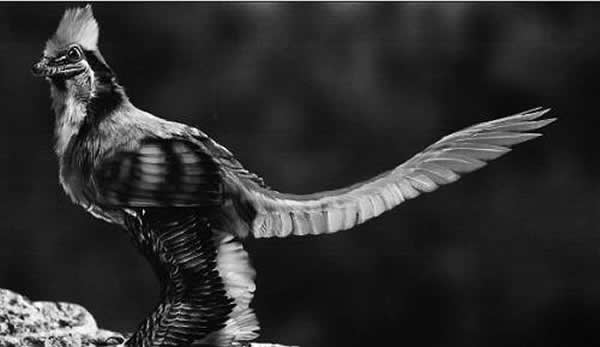 郑氏晓廷龙(复原图)