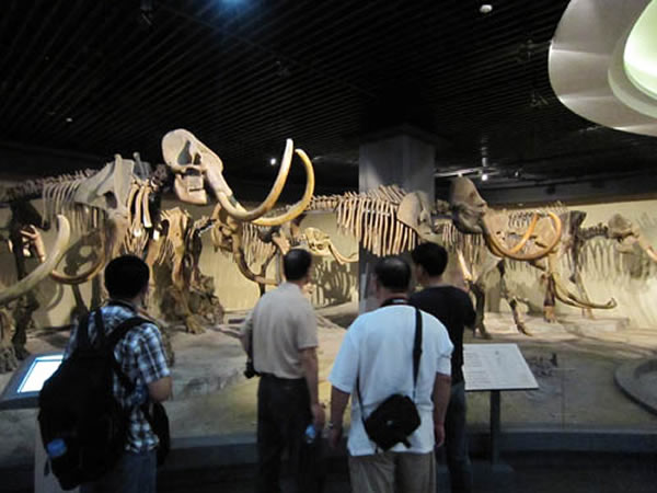 �ŷ���ݳ���ͬͬ���Ĳι۴��첩���