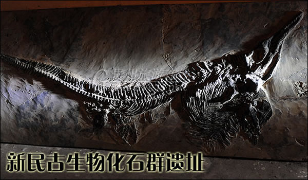 新民古生物化石群遗址