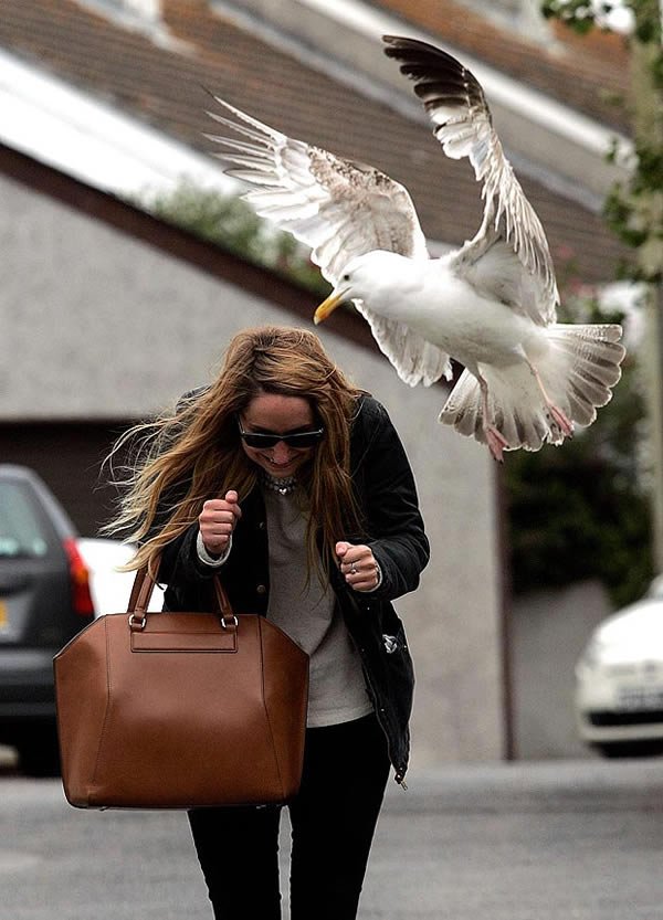 英国海鸥袭击路人