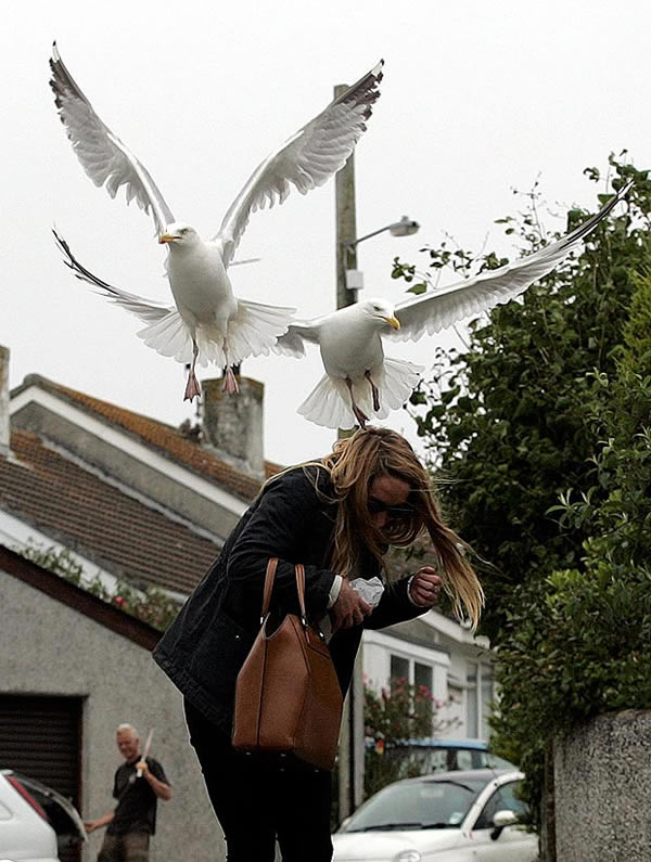 英国海鸥袭击路人