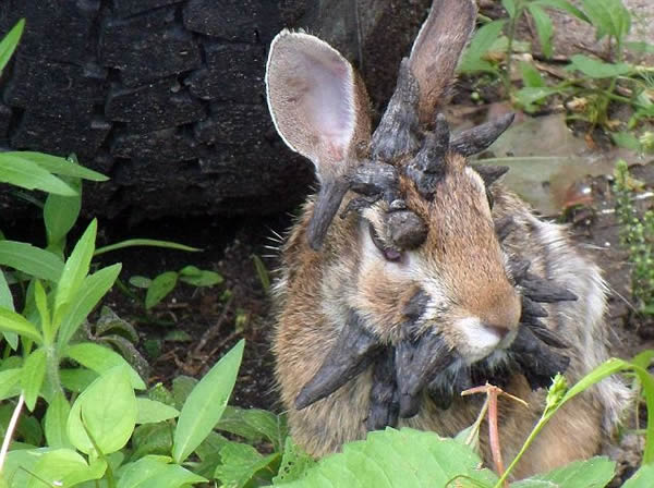 �������ֿ��ƴ�˵�С�¹���á���Ұ��