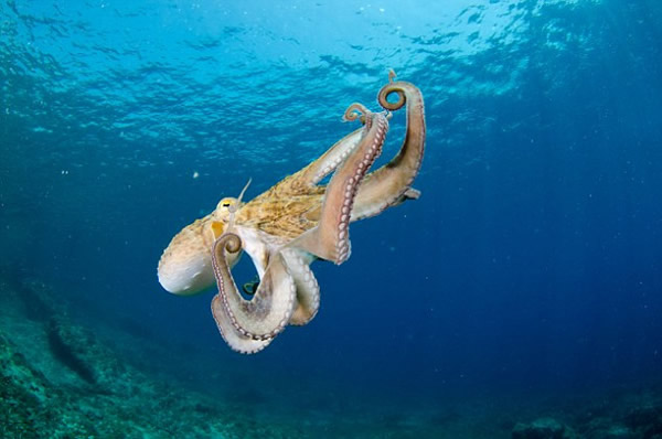 英格兰最高峰竟然发现深海章鱼尸体