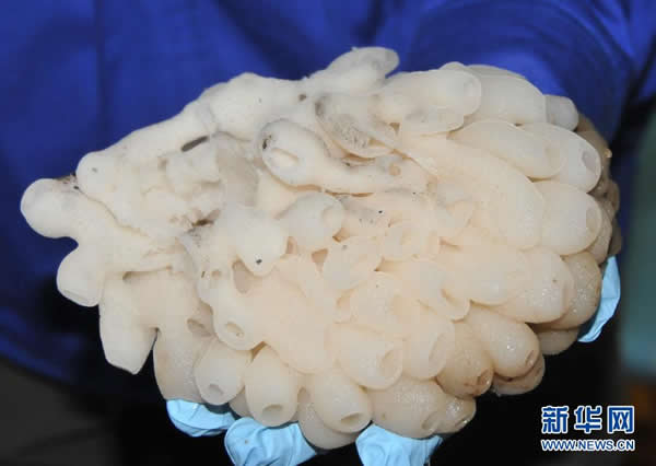 “蛟龙”号在南海海山峭壁上采集到的海绵